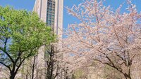 Weißes Hochhaus hinter einem grünen Baum links und einem rosafarben blühenden Kirschbaum rechts vor blauem Himmel